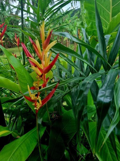 Mana Mountain View Retreat Villa Rarotonga Luaran gambar